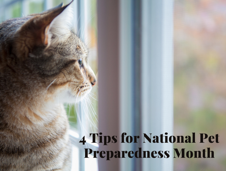 National Pet Preparedness Month Cat Clinic North
